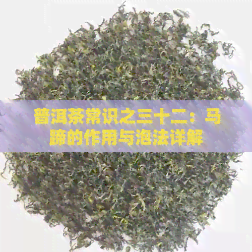 普洱茶常识之三十二：马蹄的作用与泡法详解