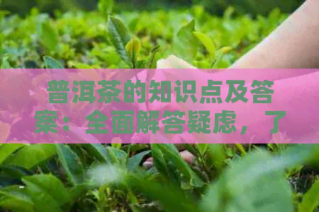 普洱茶的知识点及答案：全面解答疑虑，了解普洱茶的必备指南