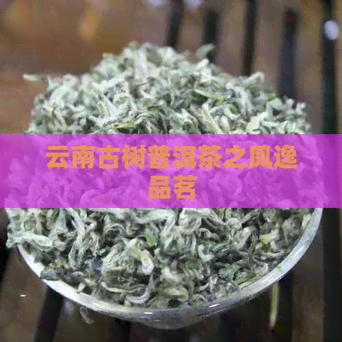 云南古树普洱茶之凤逸品茗