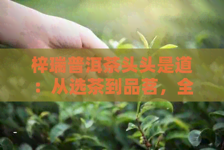 梓瑞普洱茶头头是道：从选茶到品茗，全面掌握普洱茶的知识与技巧