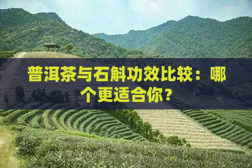 普洱茶与石斛功效比较：哪个更适合你？