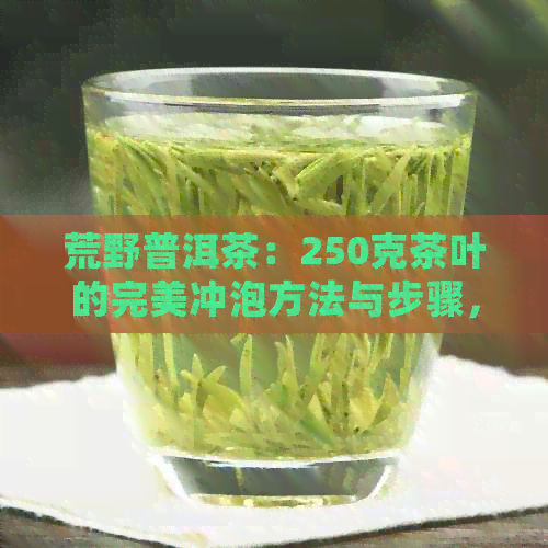 荒野普洱茶：250克茶叶的完美冲泡方法与步骤，让每一滴茶水都饱满醇厚