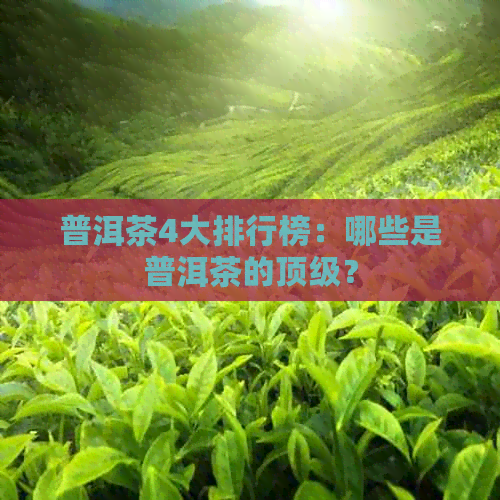 普洱茶4大排行榜：哪些是普洱茶的顶级？