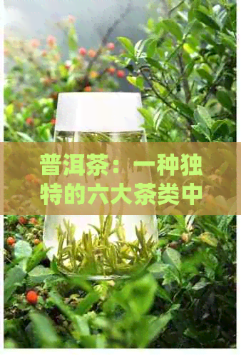 普洱茶：一种独特的六大茶类中的茶叶品种探究