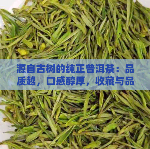 源自古树的纯正普洱茶：品质越，口感醇厚，收藏与品饮的极致之选