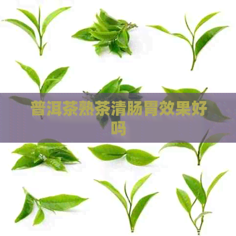 普洱茶熟茶清肠胃效果好吗