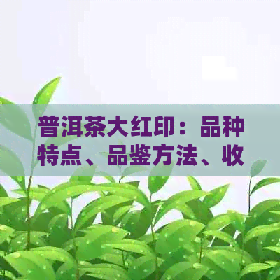 普洱茶大红印：品种特点、品鉴方法、收藏价值及投资建议全方位解析