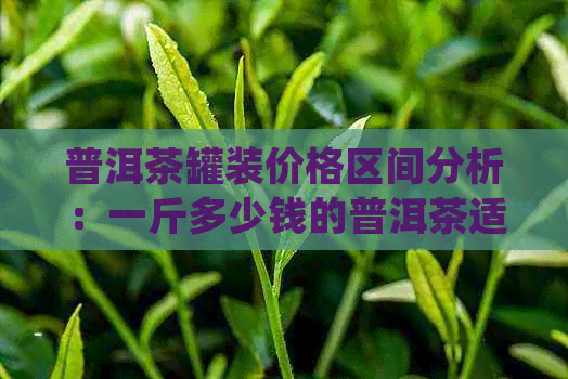 普洱茶罐装价格区间分析：一斤多少钱的普洱茶适合品尝？