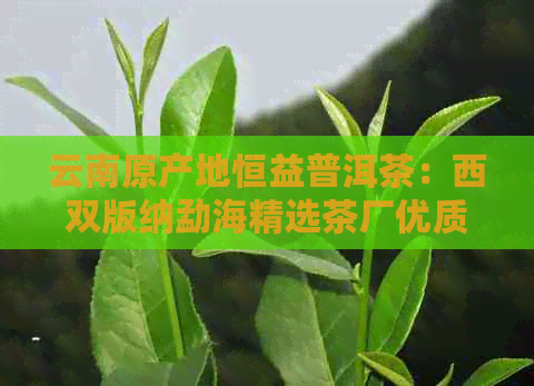 云南原产地恒益普洱茶：西双版纳勐海精选茶厂优质茶叶