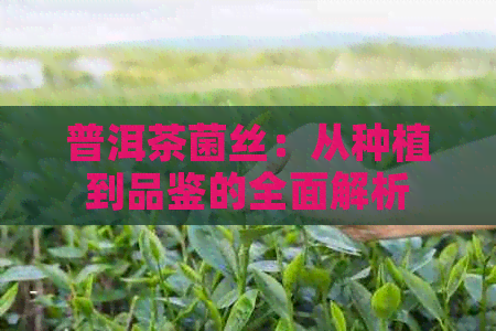 普洱茶菌丝：从种植到品鉴的全面解析