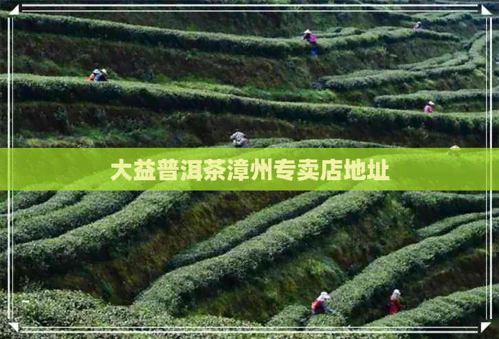 大益普洱茶漳州专卖店地址