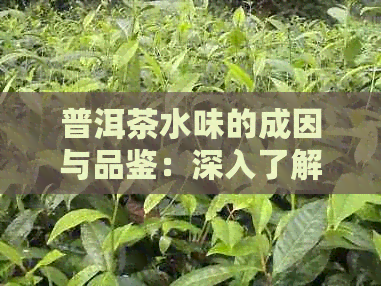 普洱茶水味的成因与品鉴：深入了解这一独特口感背后的原因