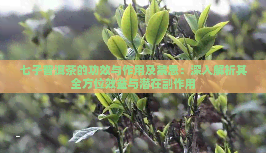 七子普洱茶的功效与作用及禁忌：深入解析其全方位效益与潜在副作用