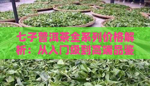 七子普洱茶全系列价格解析：从入门级到高端品鉴，一文搞定