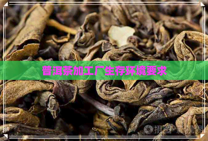 普洱茶加工厂生存环境要求