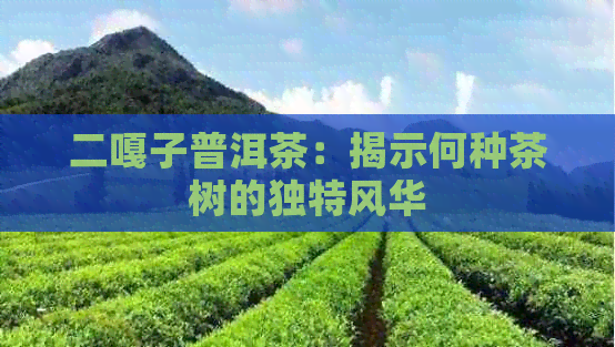 二嘎子普洱茶：揭示何种茶树的独特风华