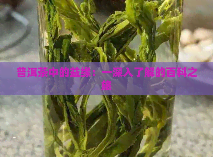 普洱茶中的益缘：一深入了解的百科之旅