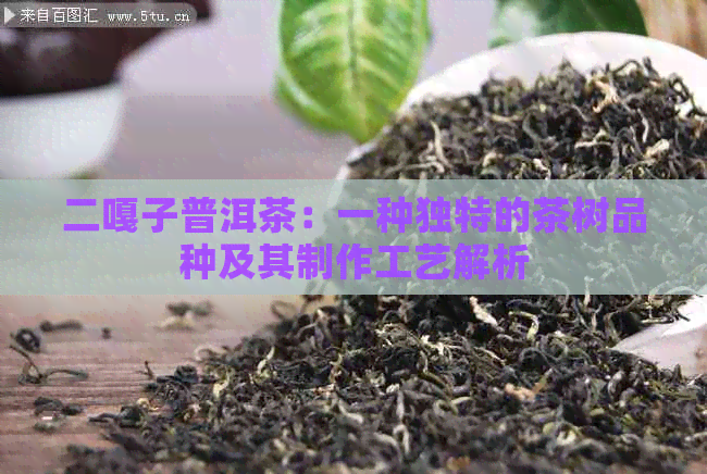 二嘎子普洱茶：一种独特的茶树品种及其制作工艺解析