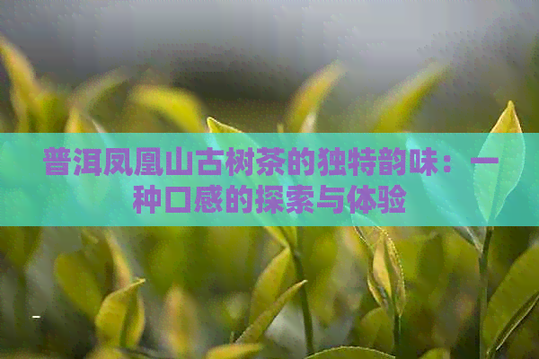 普洱凤凰山古树茶的独特韵味：一种口感的探索与体验