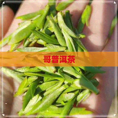 哥普洱茶