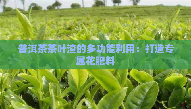 普洱茶茶叶渣的多功能利用：打造专属花肥料