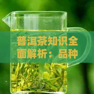 普洱茶知识全面解析：品种、制作工艺、功效与泡法一网打尽