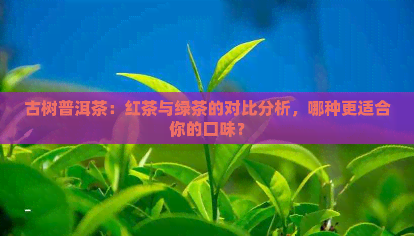 古树普洱茶：红茶与绿茶的对比分析，哪种更适合你的口味？