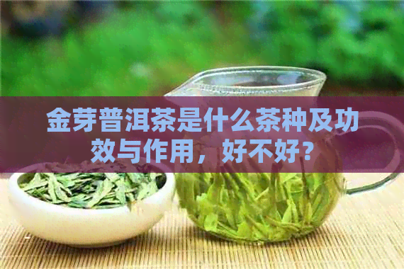 金芽普洱茶是什么茶种及功效与作用，好不好？