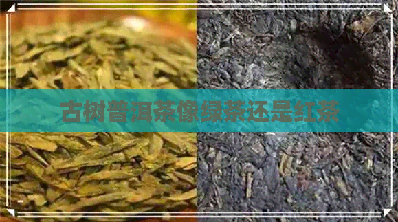 古树普洱茶像绿茶还是红茶