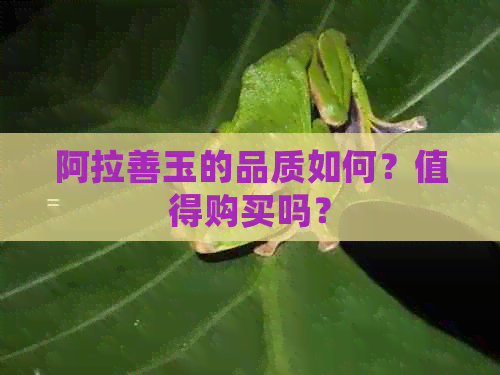 阿拉善玉的品质如何？值得购买吗？