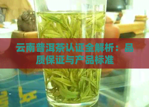 云南普洱茶认证全解析：品质保证与产品标准