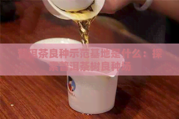 普洱茶良种示范基地是什么：探索普洱茶树良种场