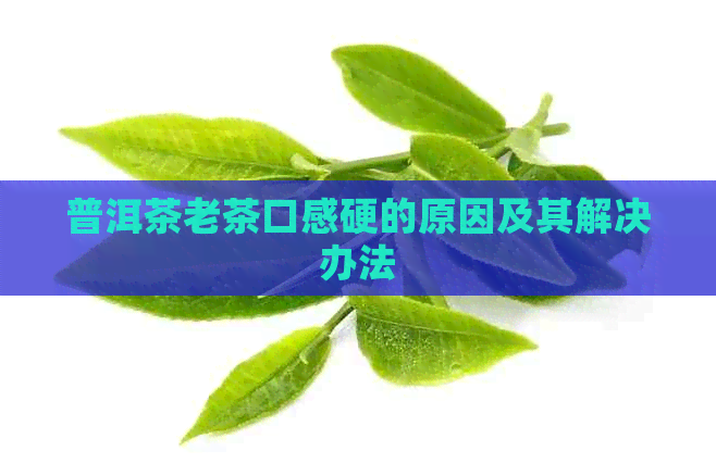 普洱茶老茶口感硬的原因及其解决办法