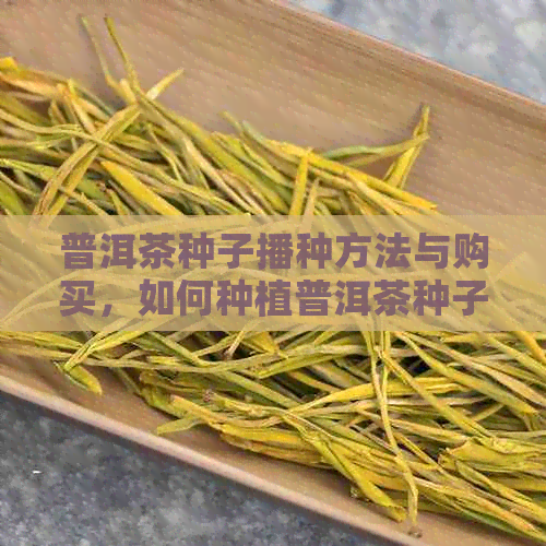 普洱茶种子播种方法与购买，如何种植普洱茶种子？价格及哪里购买？