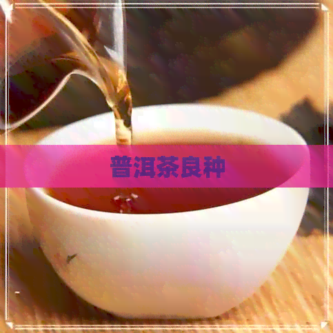 普洱茶良种