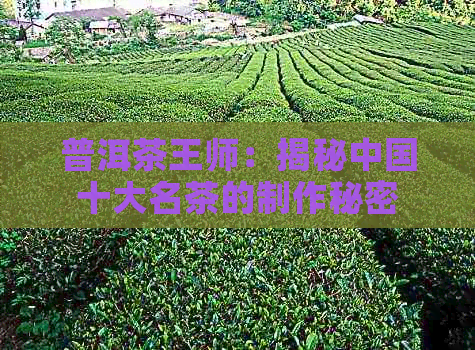 普洱茶王师：揭秘中国十大名茶的制作秘密