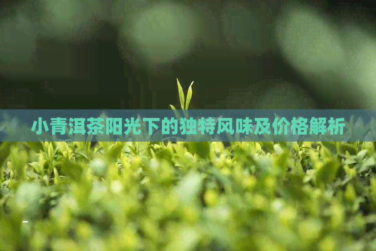 小青洱茶阳光下的独特风味及价格解析