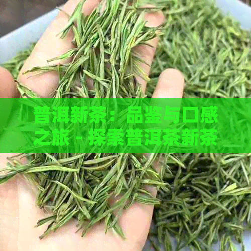 普洱新茶：品鉴与口感之旅 - 探索普洱茶新茶的醇厚与清新口感