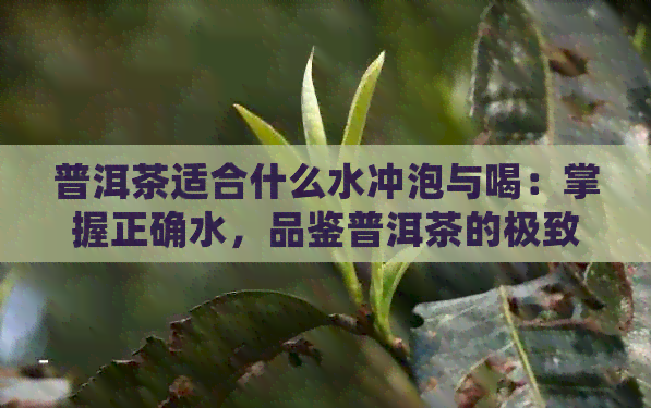 普洱茶适合什么水冲泡与喝：掌握正确水，品鉴普洱茶的极致口感