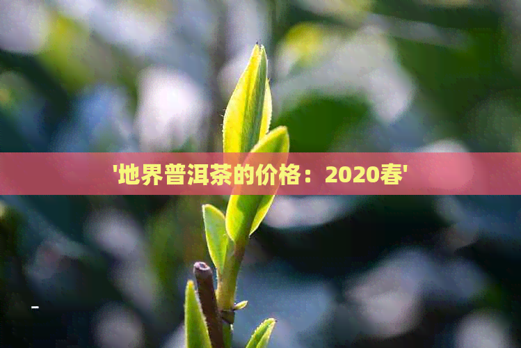 '地界普洱茶的价格：2020春'