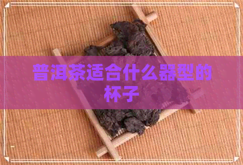 普洱茶适合什么器型的杯子