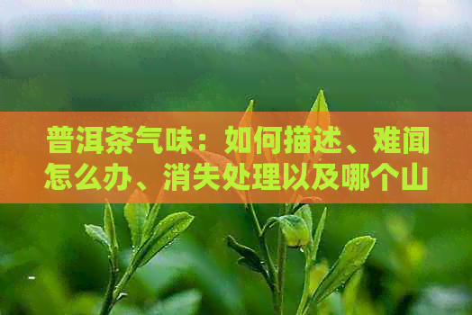 普洱茶气味：如何描述、难闻怎么办、消失处理以及哪个山头味道柔和