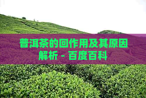 普洱茶的回作用及其原因解析 - 百度百科