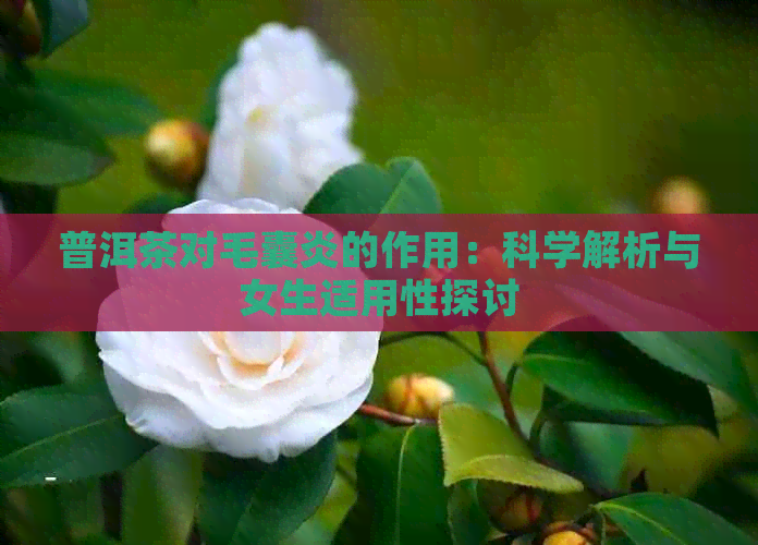 普洱茶对毛囊炎的作用：科学解析与女生适用性探讨