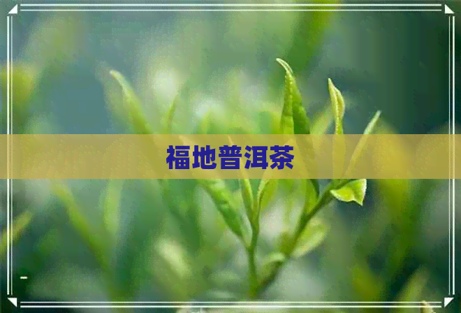 福地普洱茶