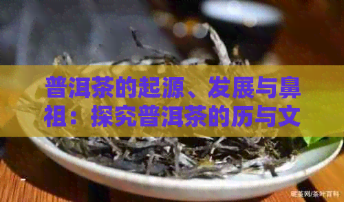 普洱茶的起源、发展与鼻祖：探究普洱茶的历与文化底蕴