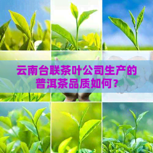 云南台联茶叶公司生产的普洱茶品质如何？