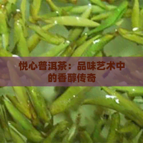 悦心普洱茶：品味艺术中的香醇传奇