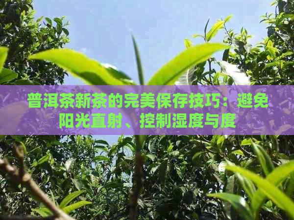 普洱茶新茶的完美保存技巧：避免阳光直射、控制湿度与度