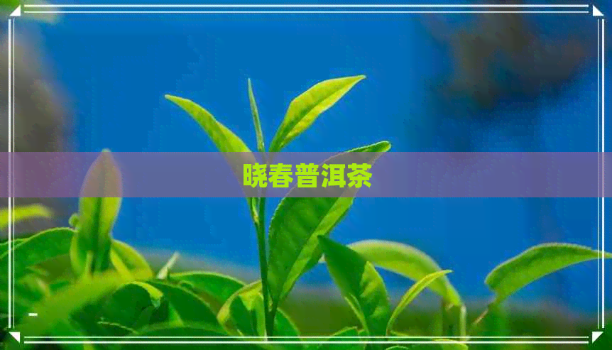 晓春普洱茶